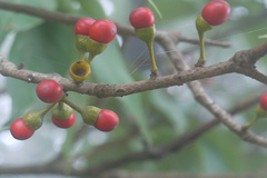 Actinodaphne angustifolia